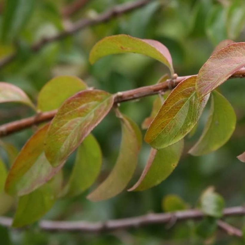 Spiraea prunifolia Plena (Folhagem)