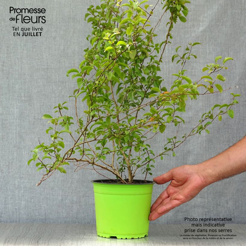 Amostra de Spiraea prunifolia Plena Vaso de 2 L/3 L tal como entregue no verão