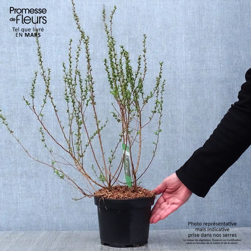 Amostra de Spiraea prunifolia Plena - Spirée blanche Vaso de 2 L/3 L tal como entregue no inverno