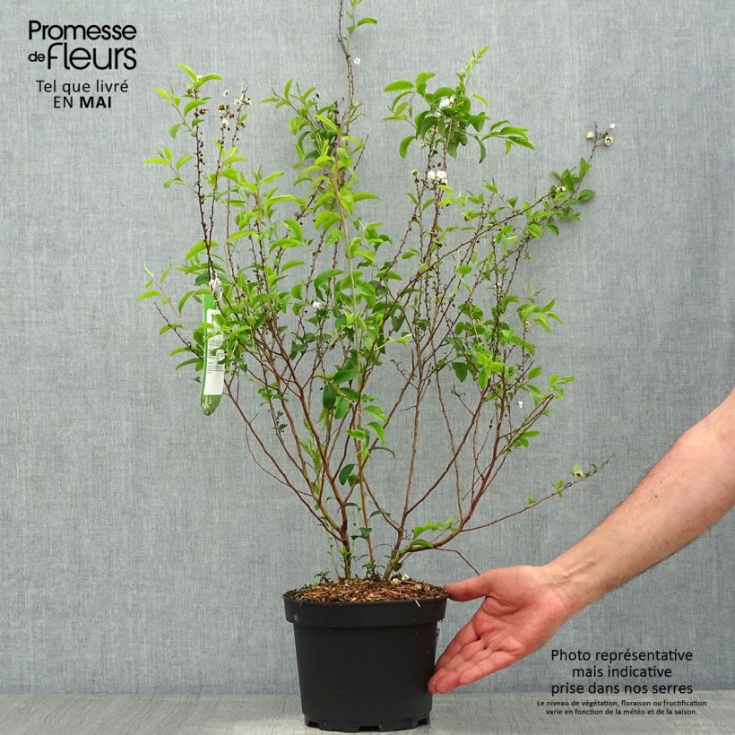 Amostra de Spiraea prunifolia Plena Vaso de 2 L/3 L tal como entregue na primavera