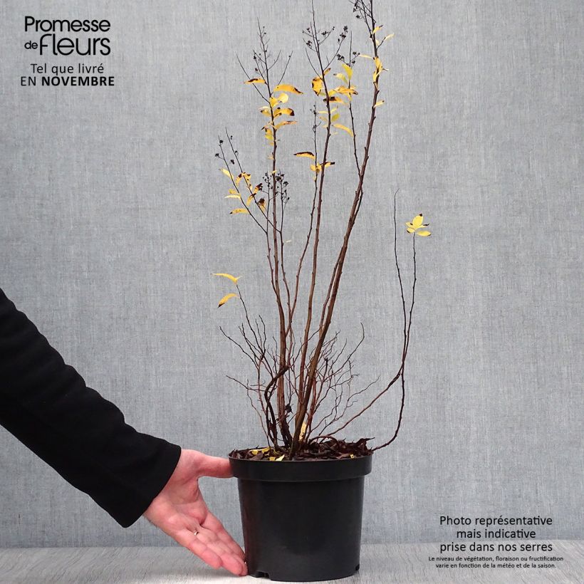 Amostra de Spiraea prunifolia Vaso de 2 L/3 L tal como entregue no outono