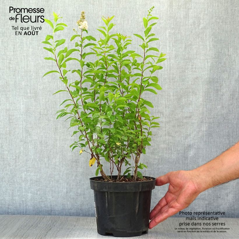 Amostra de Spiraea prunifolia Vaso de 2 L/3 L tal como entregue no verão