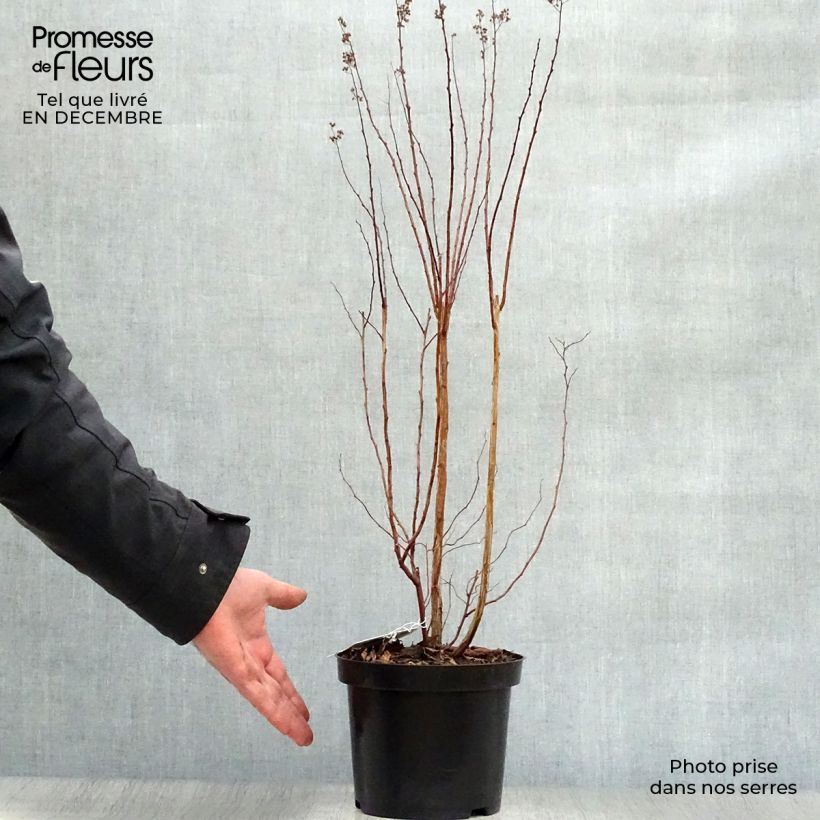 Amostra de Spiraea prunifolia - Spirée à feuilles de Prunier Vaso de 2 L/3 L tal como entregue no inverno