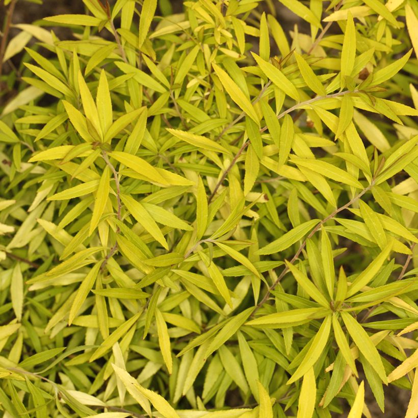 Spiraea thunbergii Ogon (Folhagem)