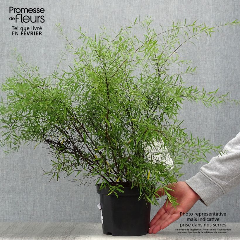 Amostra de Spiraea thunbergii Vaso de 3 L/4 L tal como entregue no outono