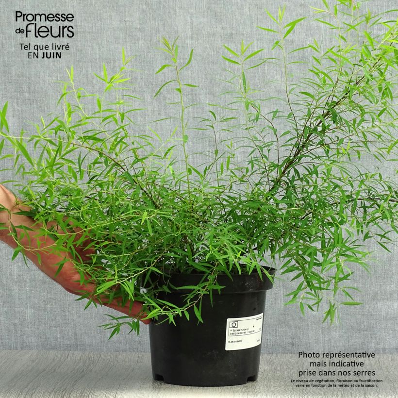 Amostra de Spiraea thunbergii Vaso de 3 L/4 L tal como entregue no verão