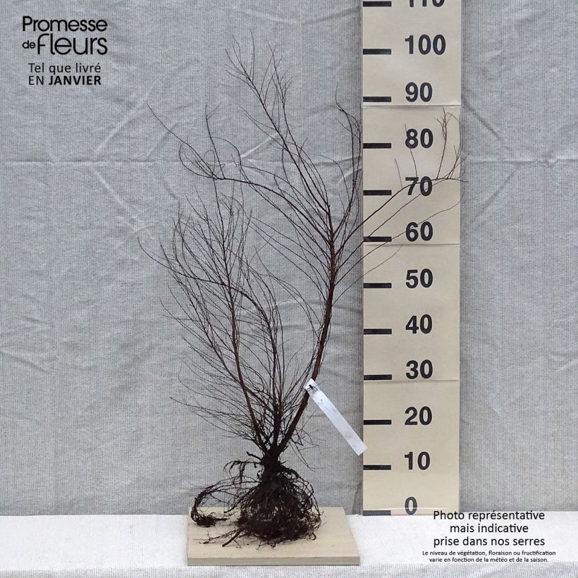 Amostra de Spiraea thunbergii Raízes nuas tal como entregue no inverno