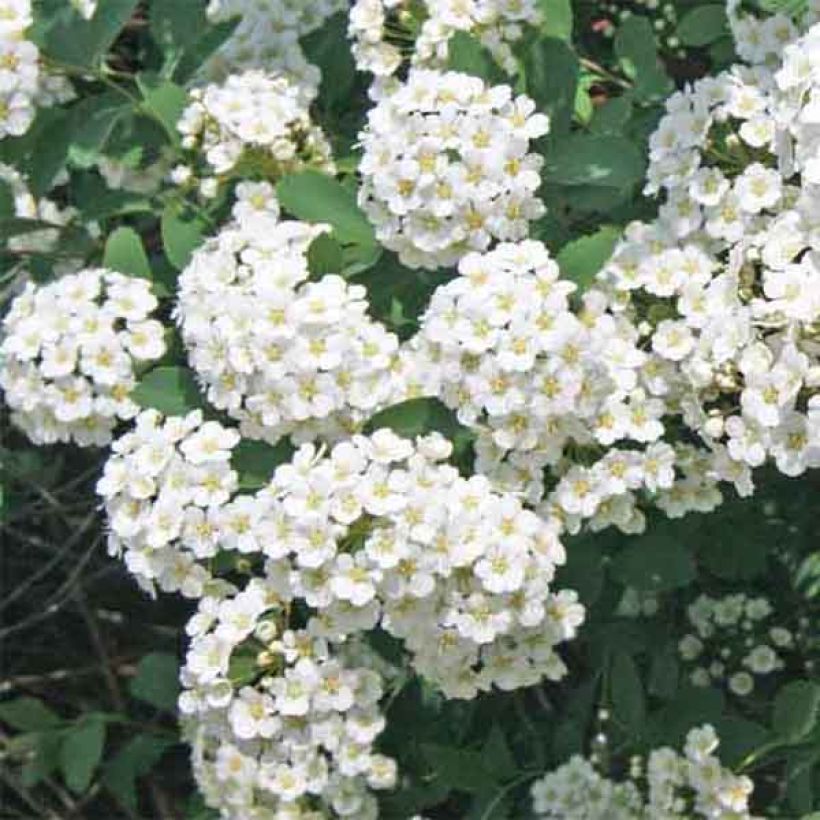 Spiraea vanhouttei (Floração)