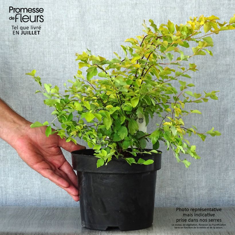 Amostra de Spiraea vanhouttei Gold Fountain Vaso de 3 L/4 L tal como entregue no verão
