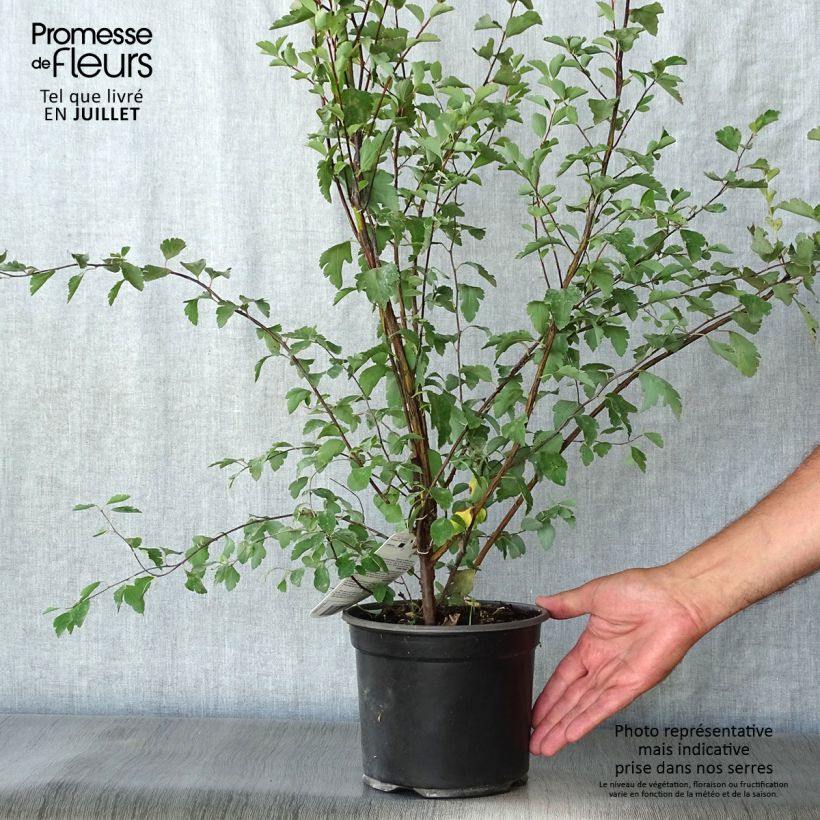 Amostra de Spiraea vanhouttei Vaso de 2 L/3 L tal como entregue no verão