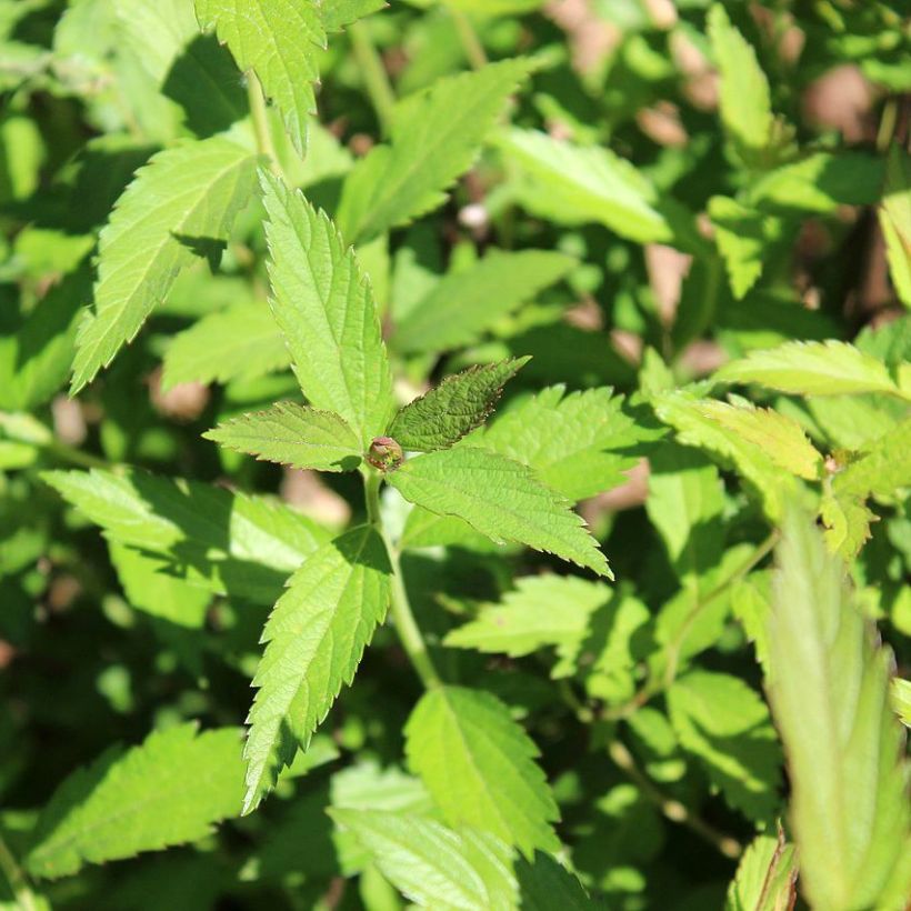 Espireia-japonesa Dart's Red - Spiraea japonica (Folhagem)