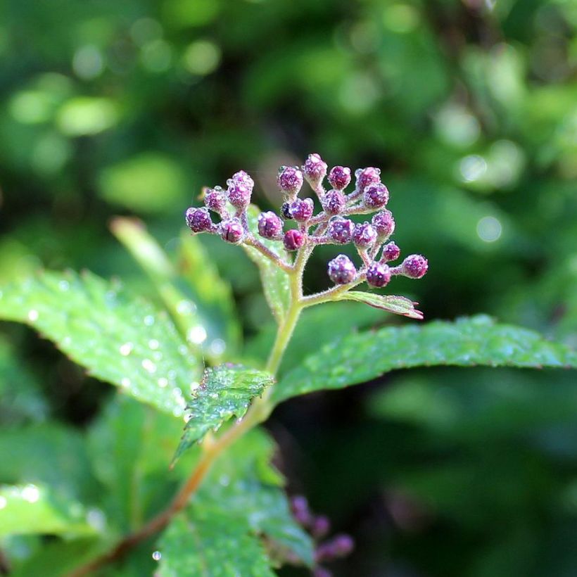 Espireia-japonesa Dart's Red - Spiraea japonica (Floração)