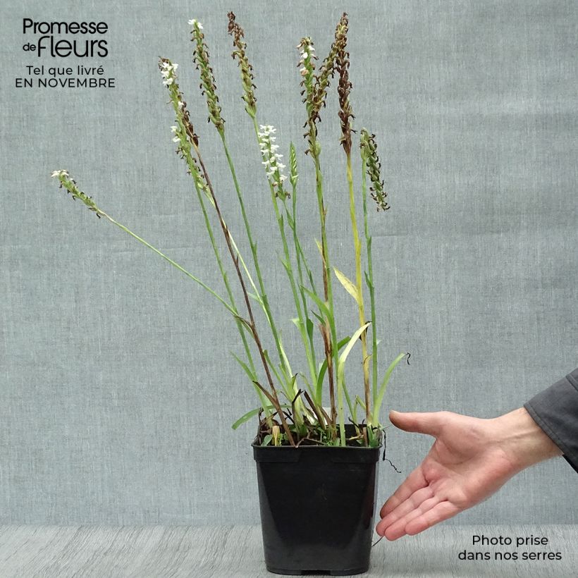 Amostra de Spiranthes cernua var. odorata Chadd's Ford Vaso de 2 L/3 L tal como entregue no outono