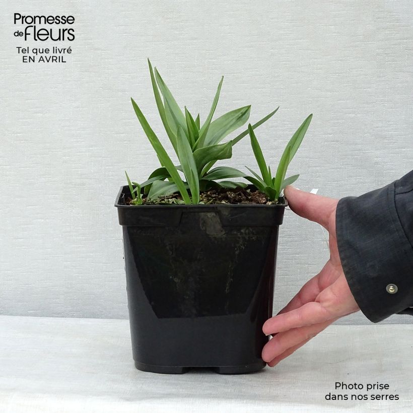 Amostra de Spiranthes cernua var. odorata Chadd's Ford Vaso de 2 L/3 L tal como entregue na primavera