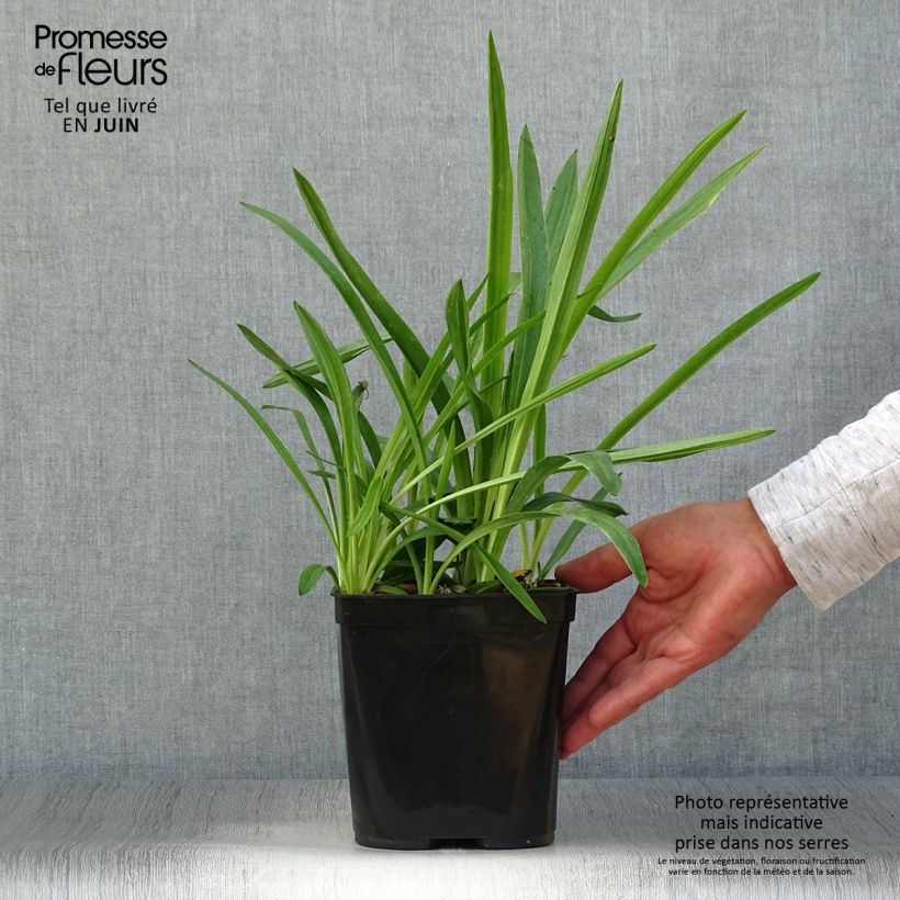 Amostra de Spiranthes cernua var. odorata Chadd's Ford Vaso de 2 L/3 L tal como entregue no verão