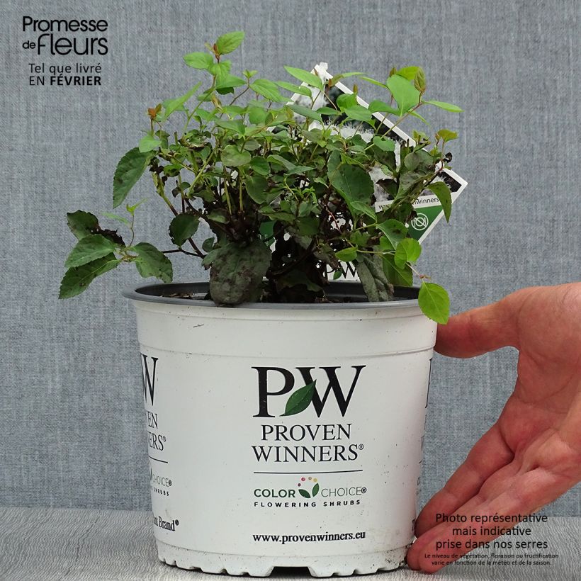 Amostra de Espireia-japonesa Double Play Blue Kazoo - Spiraea japonica Vaso de 2 L/3 L tal como entregue no outono