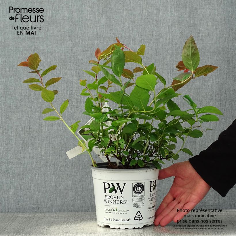 Amostra de Espireia-japonesa Double Play Blue Kazoo - Spiraea japonica Vaso de 2 L/3 L tal como entregue na primavera
