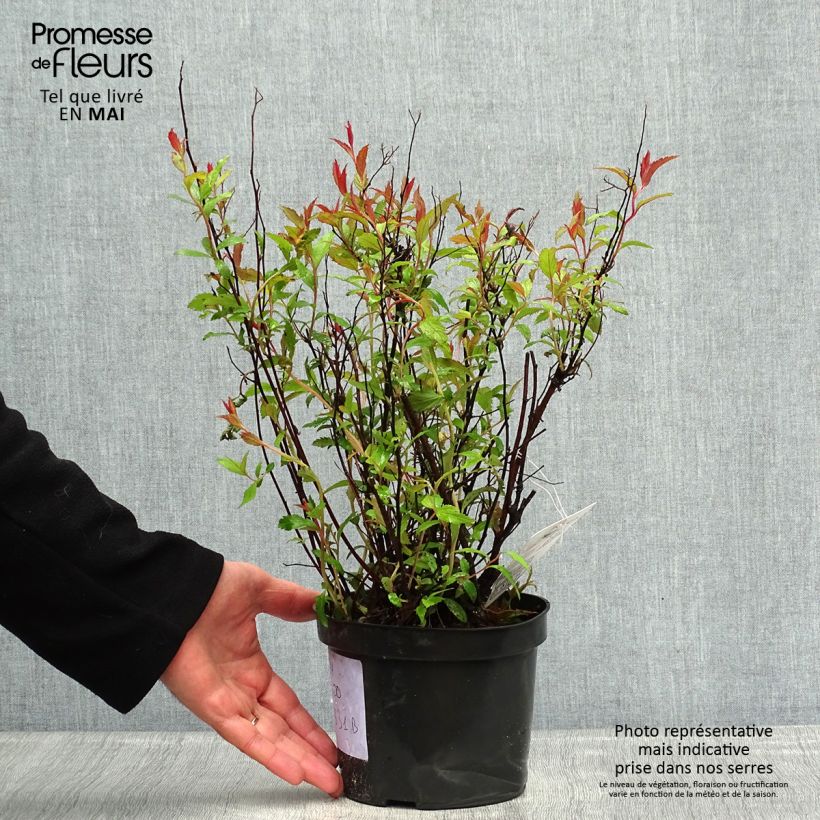 Amostra de Espireia-japonesa Neon Flash - Spiraea japonica Vaso de 2 L/3 L tal como entregue na primavera