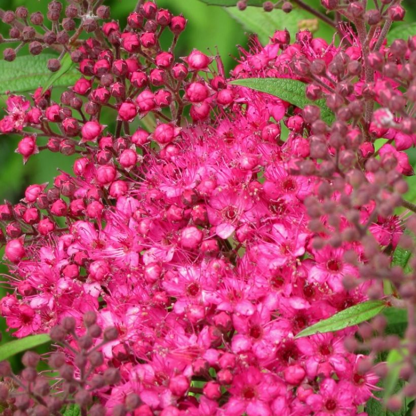 Espireia-japonesa Neon Flash - Spiraea japonica (Floração)