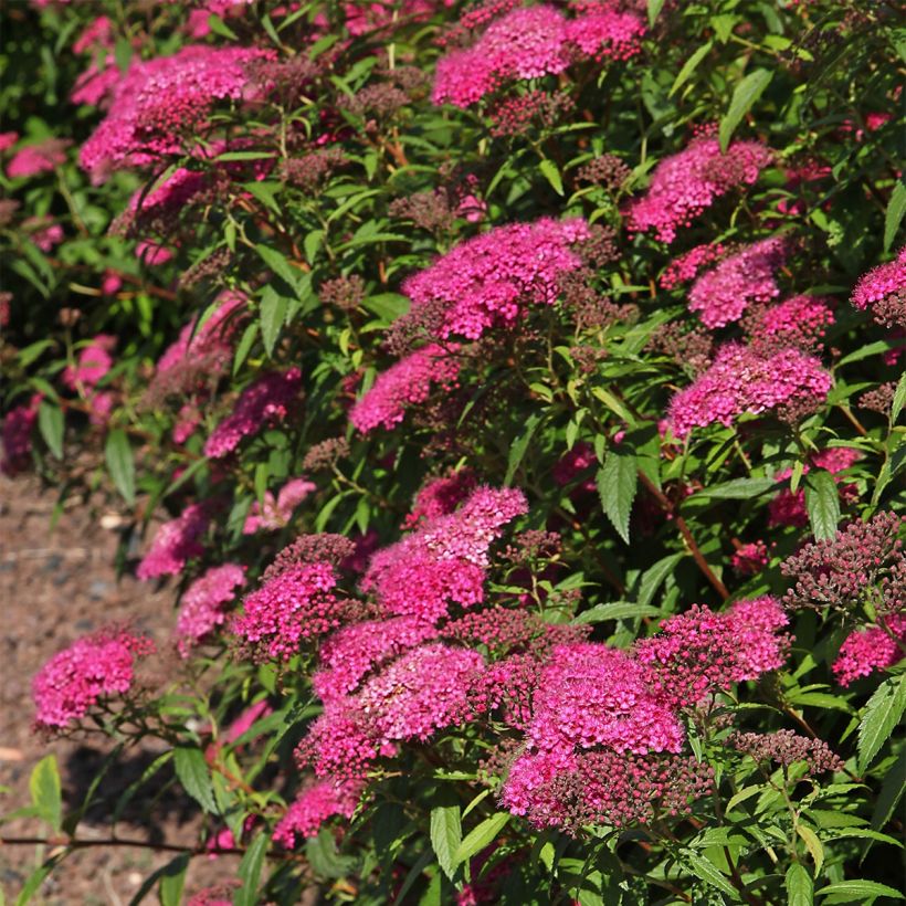 Espireia-japonesa Neon Flash - Spiraea japonica (Hábito)