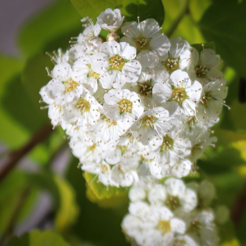 Espireia Island - Spiraea betulifolia (Floração)