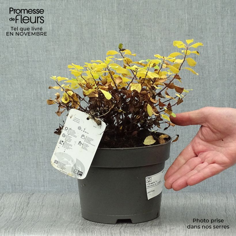 Amostra de Espireia Tor - Spiraea betulifolia Vaso de 3 L/4 L tal como entregue no outono