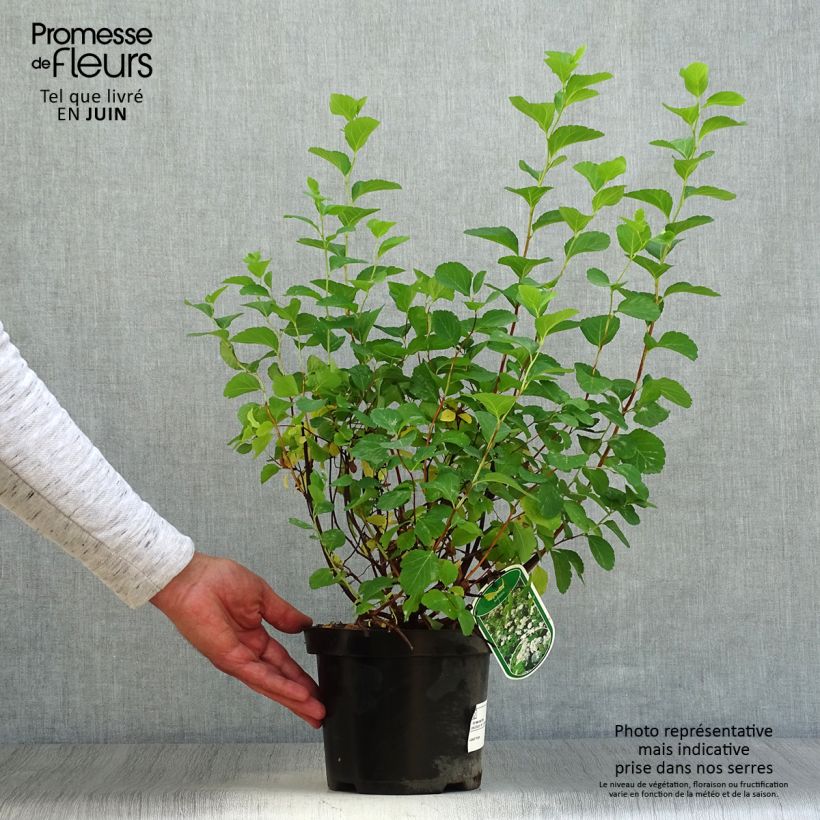 Amostra de Espireia Tor - Spiraea betulifolia Vaso de 3 L/4 L tal como entregue no verão