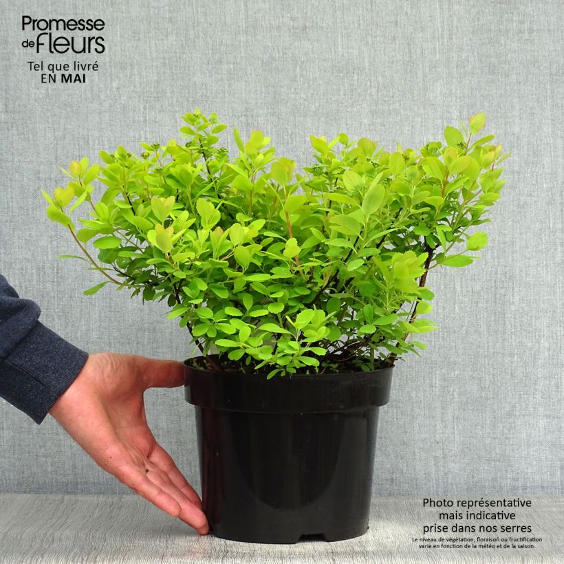 Amostra de Espireia Tor Gold - Spiraea betulifolia Vaso de 3 L/4 L tal como entregue na primavera