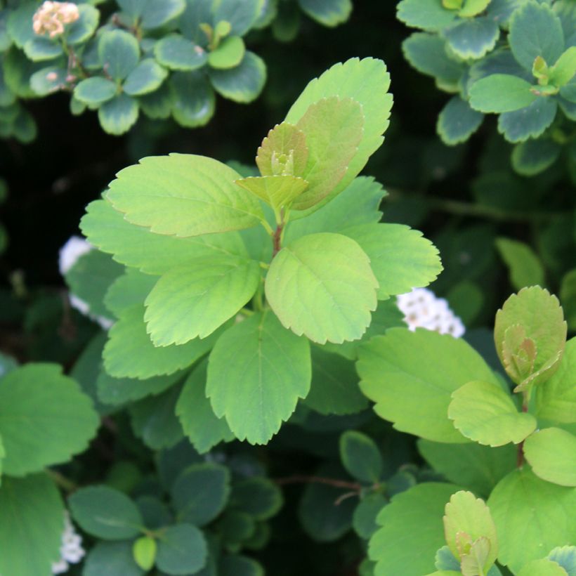 Espireia Tor - Spiraea betulifolia (Folhagem)