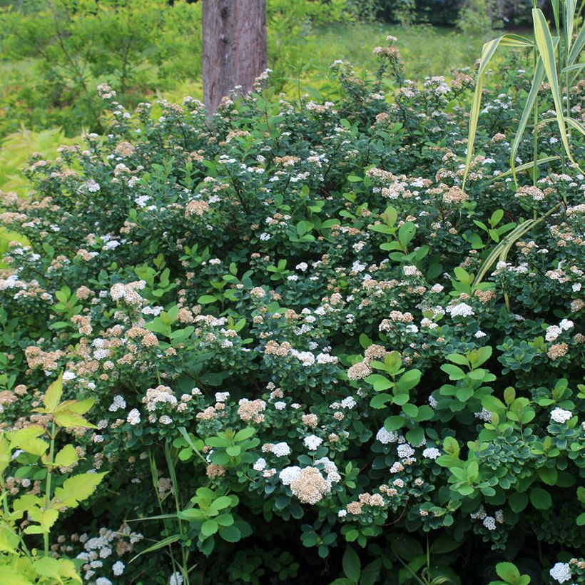 Espireia Tor - Spiraea betulifolia (Hábito)