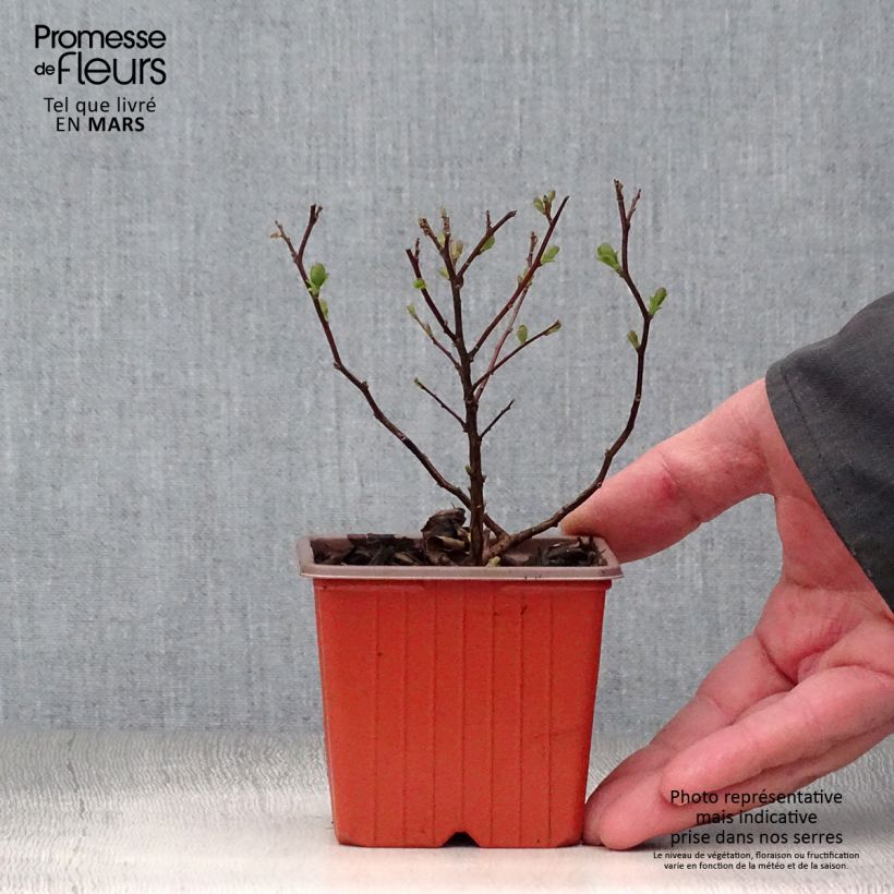 Amostra de Espireia Tor - Spiraea betulifolia Vaso de 8/9 cm tal como entregue na primavera