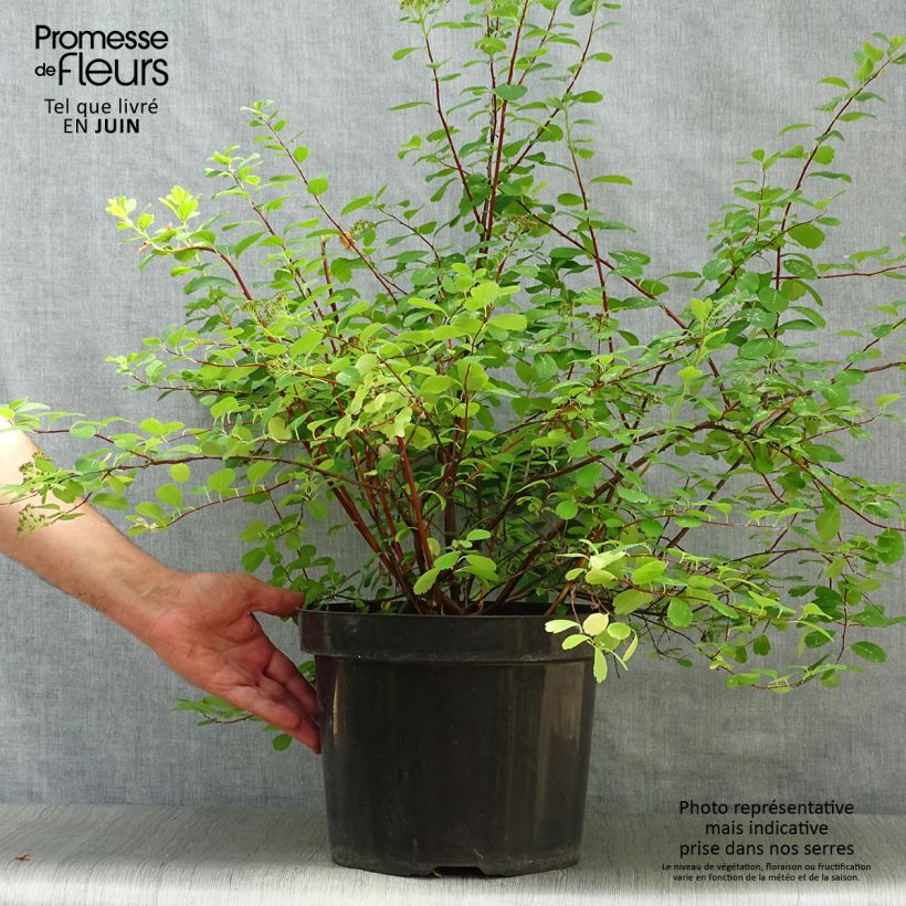 Amostra de Espireia Tor - Spiraea betulifolia Vaso de 7,5 L/10 L tal como entregue no verão