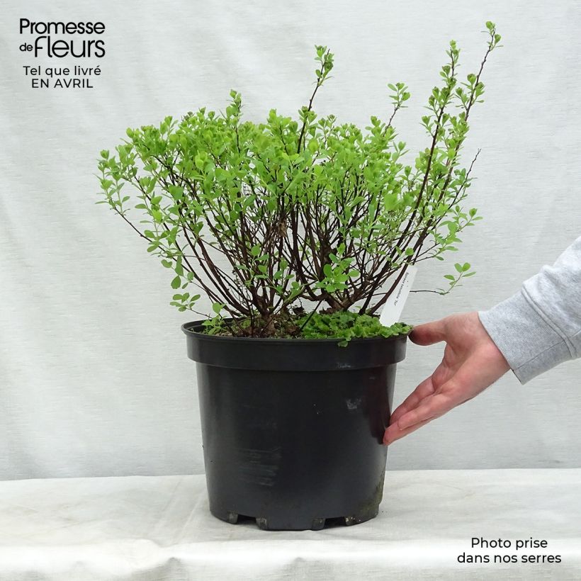 Amostra de Espireia Tor - Spiraea betulifolia Vaso de 7,5 L/10 L tal como entregue na primavera