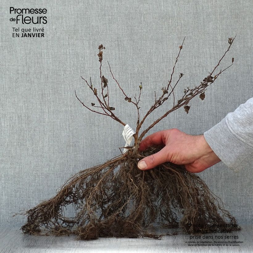 Amostra de Spirée à feuilles de bouleau Tor - Spiraea betulifolia Raízes nuas tal como entregue no inverno