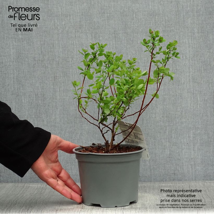 Amostra de Espireia Island - Spiraea betulifolia Vaso de 2 L/3 L tal como entregue na primavera