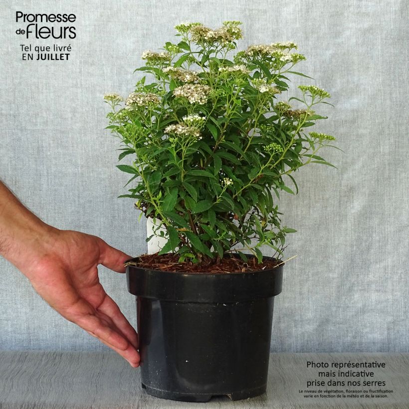 Amostra de Espireia-japonesa Albiflora - Spiraea japonica Vaso de 2 L/3 L tal como entregue no verão