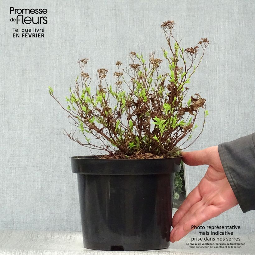 Amostra de Espireia-japonesa Albiflora - Spiraea japonica Vaso de 2 L/3 L tal como entregue no inverno