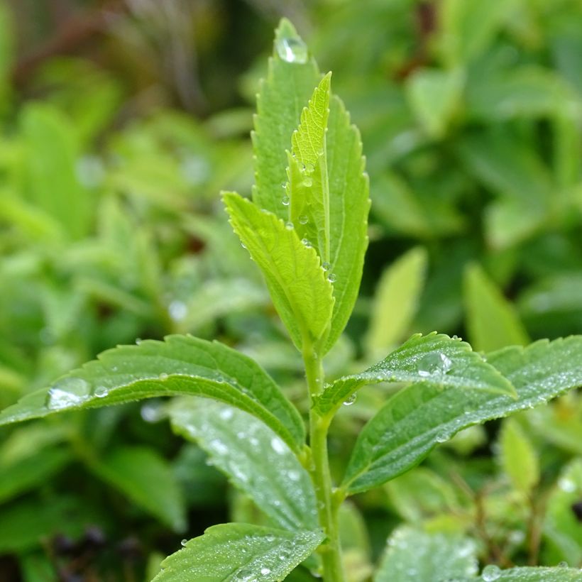 Espireia-japonesa Albiflora - Spiraea japonica (Folhagem)