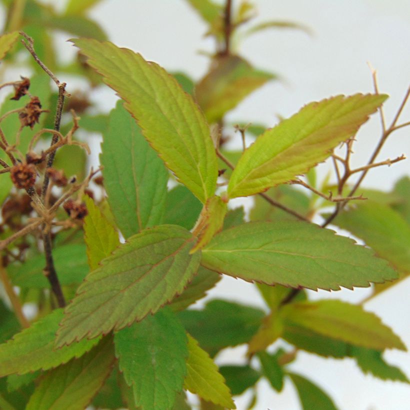Espireia-japonesa Anthony Waterer - Spiraea japonica (Folhagem)