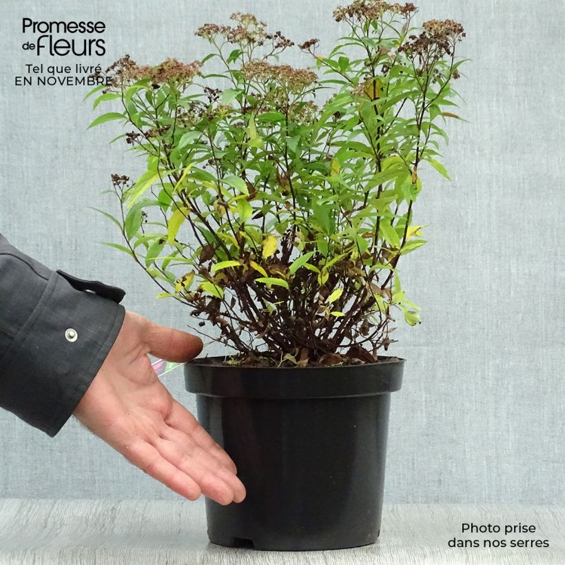 Amostra de Espireia-japonesa Anthony Waterer - Spiraea japonica Vaso de 3 L/4 L tal como entregue no outono