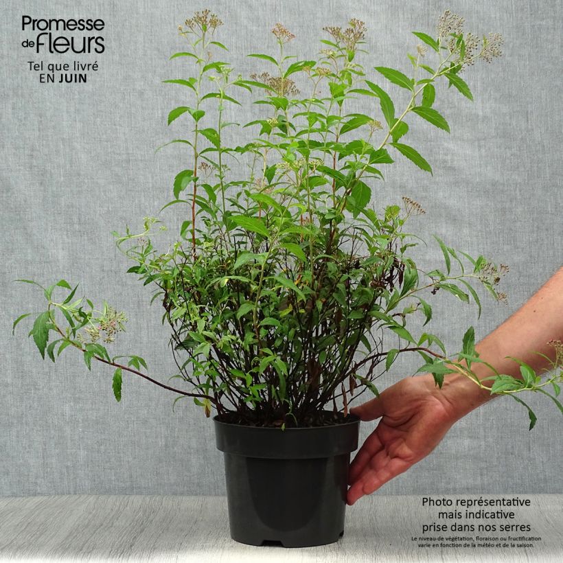 Amostra de Espireia-japonesa Anthony Waterer - Spiraea japonica Vaso de 3 L/4 L tal como entregue no verão