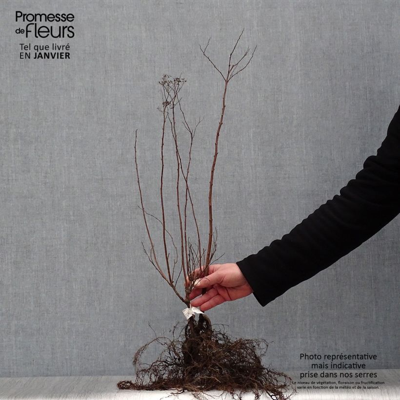 Amostra de Espireia-japonesa Anthony Waterer - Spiraea japonica Raízes nuas tal como entregue no inverno