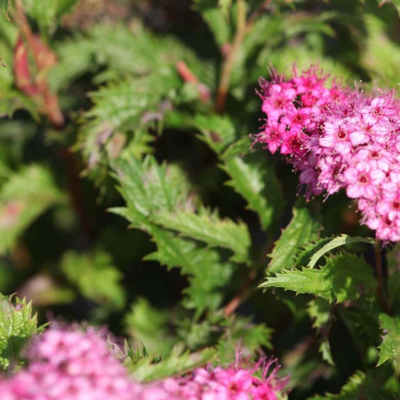 Espireia-japonesa Crispa - Spiraea japonica (Folhagem)