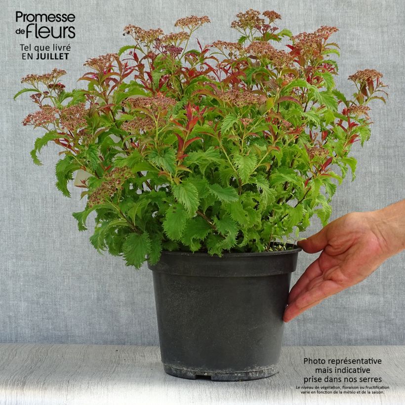 Amostra de Espireia-japonesa Crispa - Spiraea japonica Vaso de 3 L/4 L tal como entregue no verão