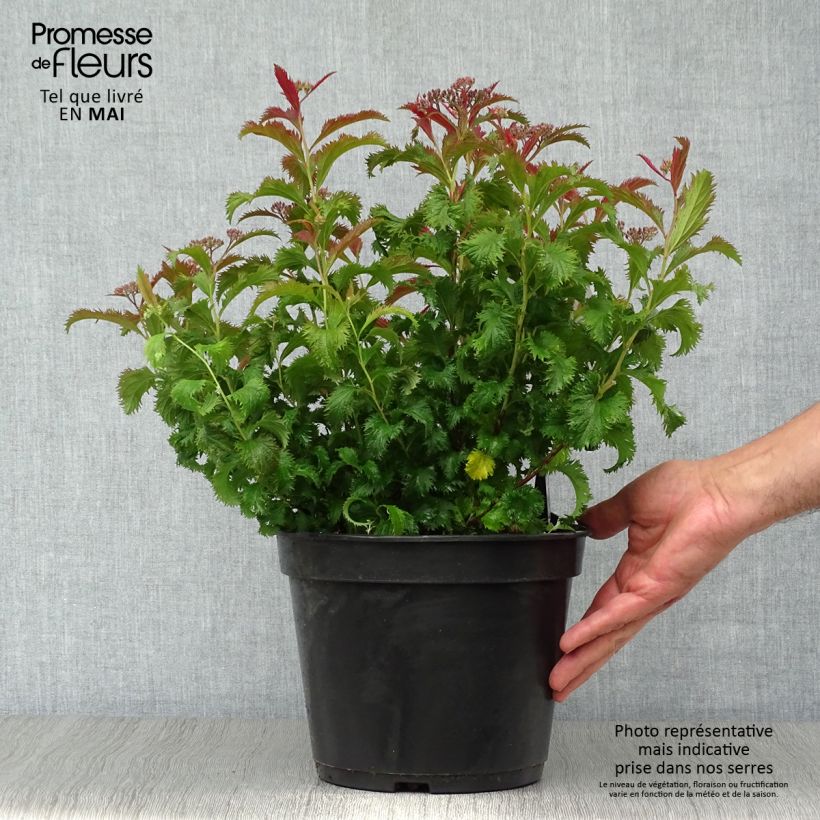 Amostra de Espireia-japonesa Crispa - Spiraea japonica Vaso de 3 L/4 L tal como entregue na primavera