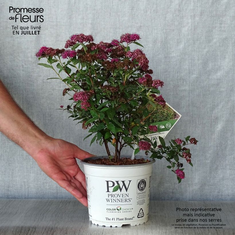 Amostra de Espireia-japonesa Double Play Artist - Spiraea japonica Vaso de 2 L/3 L tal como entregue no verão