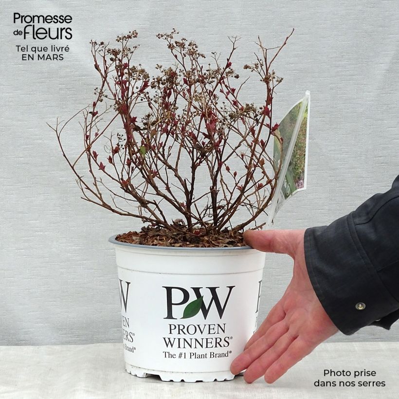 Amostra de Espireia-japonesa Double Play Artist - Spiraea japonica Vaso de 2 L/3 L tal como entregue na primavera