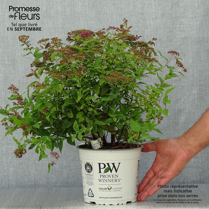Amostra de Espireia-japonesa Double Play Red - Spiraea japonica Vaso de 2 L/3 L tal como entregue no outono