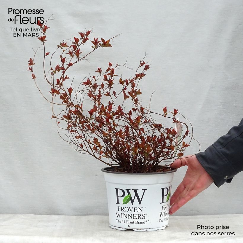 Amostra de Espireia-japonesa Double Play Red - Spiraea japonica Vaso de 2 L/3 L tal como entregue na primavera