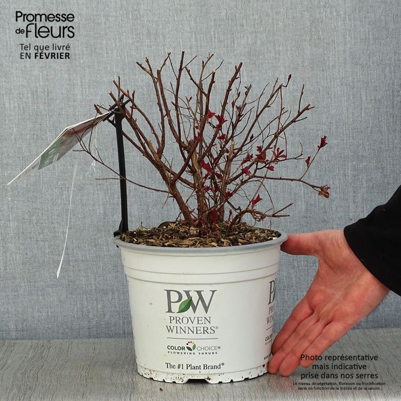 Amostra de Spirée japonaise Double Play Red - Spiraea japonica Vaso de 2 L/3 L tal como entregue no inverno